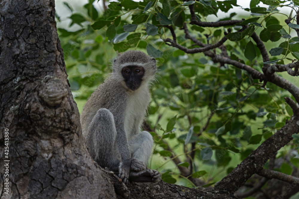 Obraz premium Monkey take a rest in the trees. African safari in the Hluhluwe Imfolozi Park Wilderness Area. Calm vervet. 