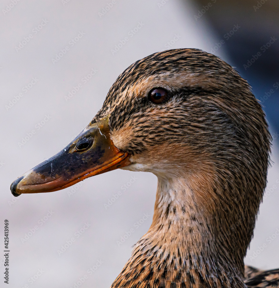 Detailed portrait Photo of a female wild duck Detailed portrait Photo of a female wild duck