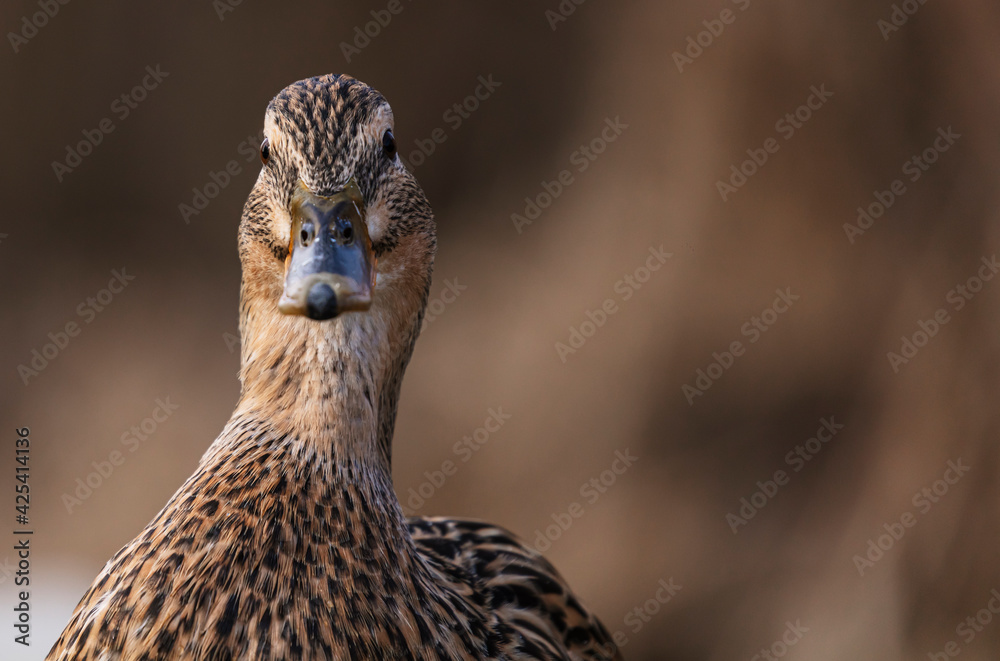 Detailed portrait Photo of a female wild duck Detailed portrait Photo of a female wild duck