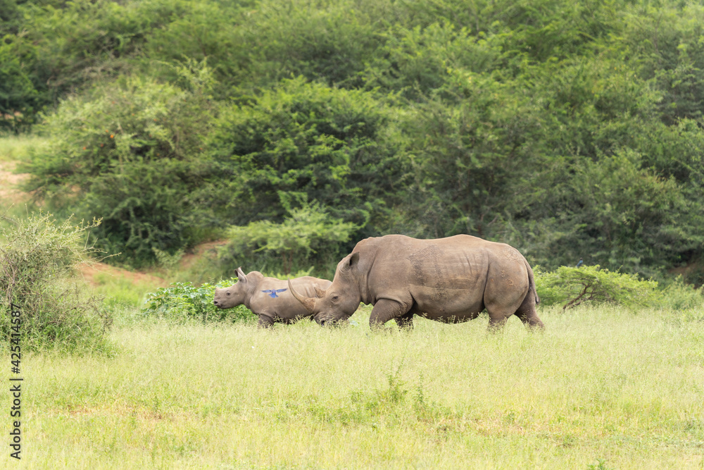 Fototapeta premium White rhinoceros in the Hluhluwe Imfolozi Park. Rhino on the grazing area. Endangered species in Africa. Safari in South Africa.