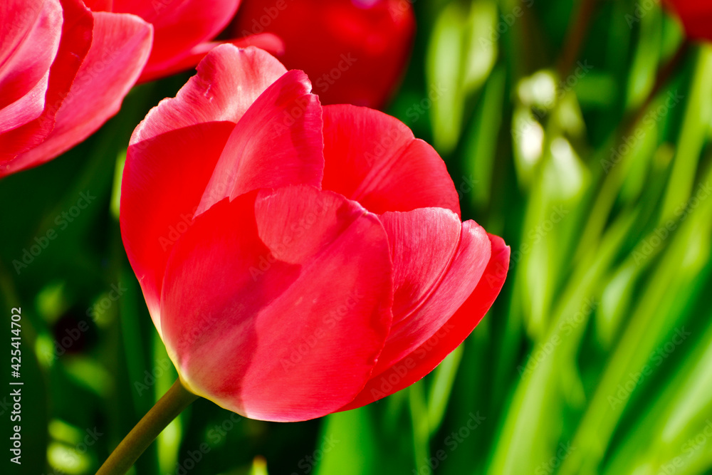 Naklejka premium Closeup of a sunlit red tulip