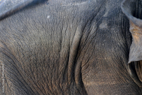 closeup of  elephant skin as background