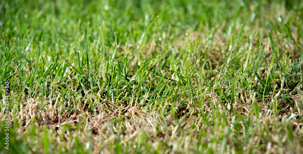 green grass texture green grass texture