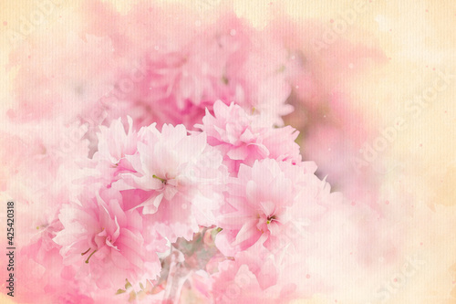 Fototapeta Naklejka Na Ścianę i Meble -  Sakura watercolor pattern pink flowers colorful illustration