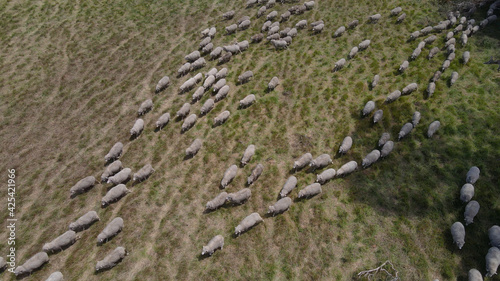 Top down shot of herd of sheep on green meadow farm during daytime.