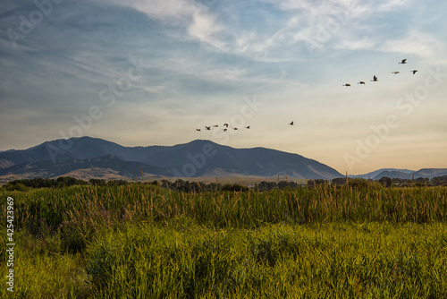 Canada geese (Branta canadensis) flying over marsh at sunset;  near Bozeman, Montana photo