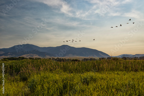 Canada geese (Branta canadensis) flying over marsh at sunset;  near Bozeman, Montana