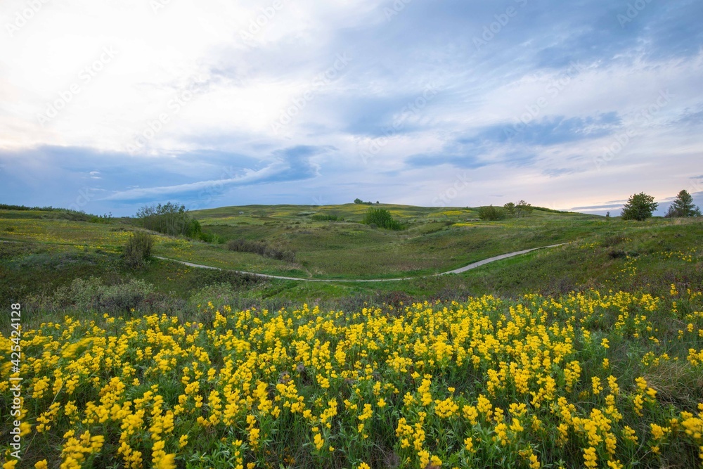 Spring landscape in nosehill park, Calgary, Alberta, Canada
