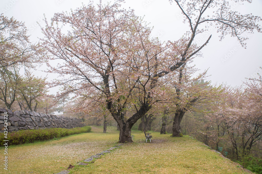 비 내리는날 벚꽃 길