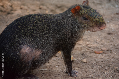 portraits of the animals