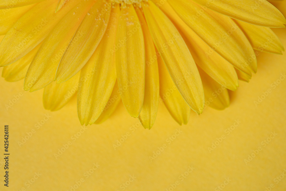Obraz premium Fresh yellow gerbera flower on the yellow background place for the text, invitation, menu, good for design