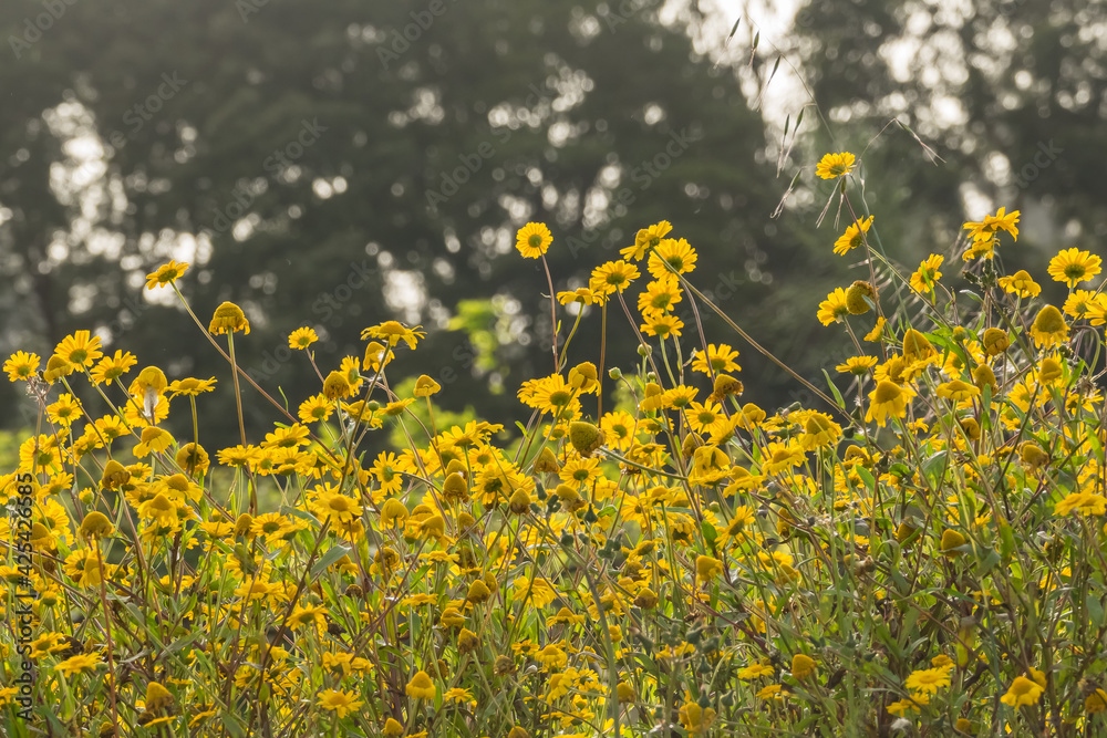 Obraz premium yellow flowers in a field in spring