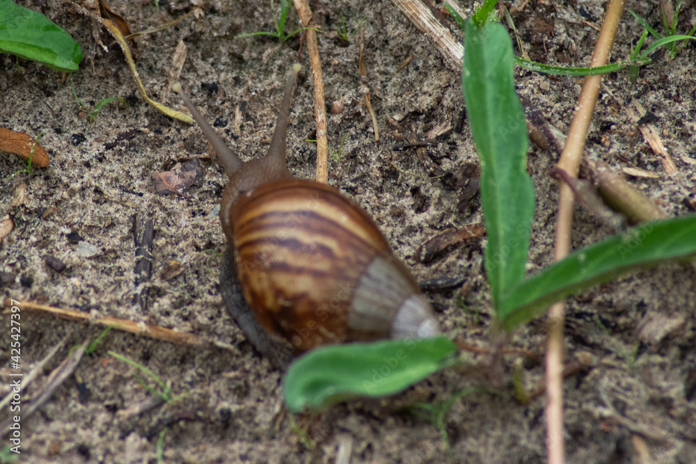 slug (Achatina fulica) on walking on land slug (Achatina fulica) on walking on land