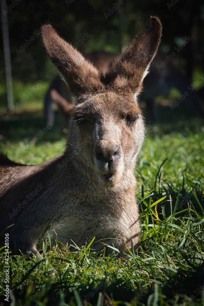 Kangaroo in the zoo. Australia High quality photo