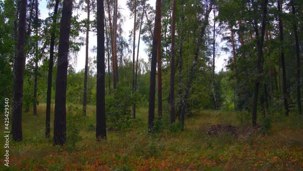Pine forest. Summer, Ukraine Pine forest. Summer, Ukraine