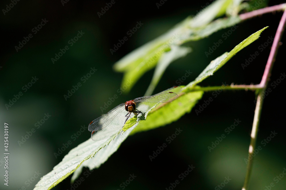 White-faced Meadowhawk White-faced Meadowhawk