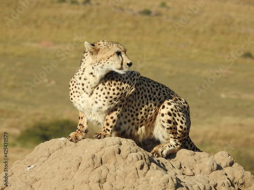 Cheetah enjoying the sun