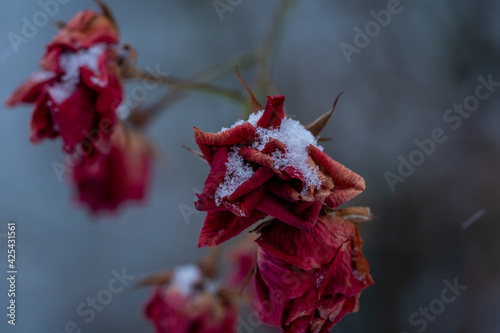 Christmas rose 