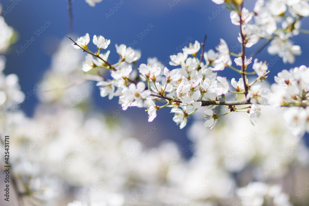 Branches of a blossoming apple tree on blurred background Branches of a blossoming apple tree on blurred background