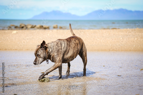Brindle brown staffy dog playing on beautiful North Queensland beach