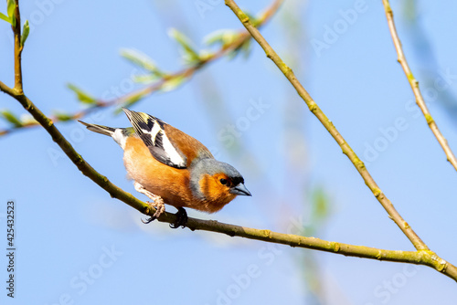 A Common Chaffinch, a species of Finches, sits perched on a branch