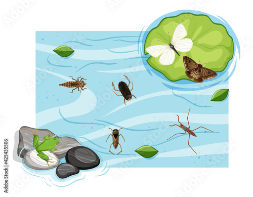 Top view of aquatic insects in the pond