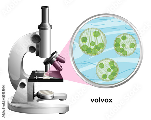 Microscope with anatomy structure of Volvox on white background