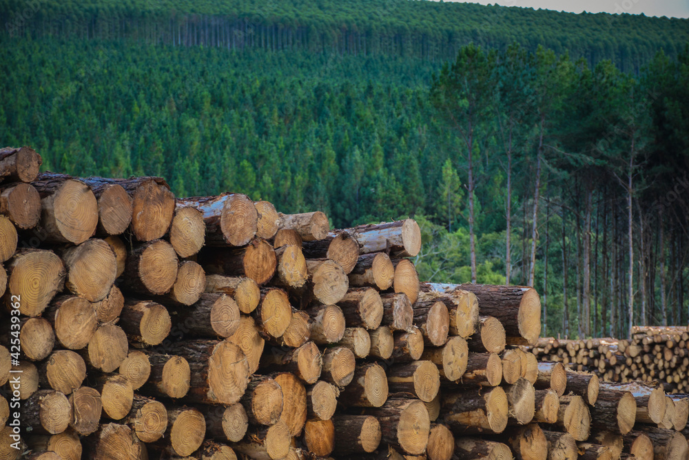 Forestry Wood Pine Logging