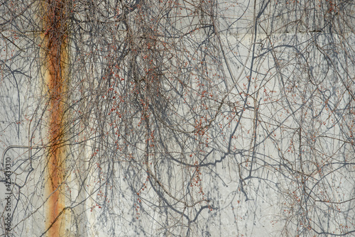 vines hanging against a concrete basin wall © eugen
