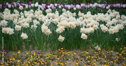 multi-coloured tulips, double orange and white daffodils, and miniature pansies in a flower bed at spring 