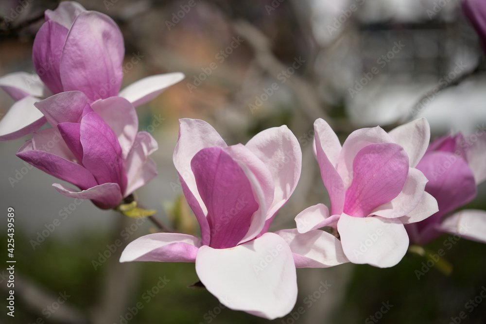 magnolia flowers in spring