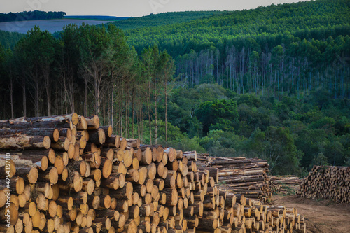 Forestry Wood Pine Logging