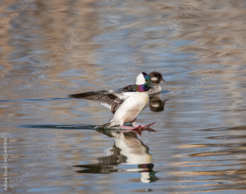 Bufflehead drake landing on water photo