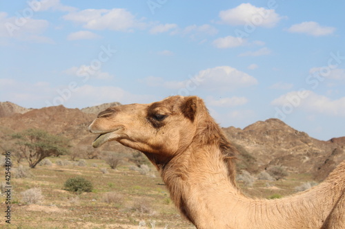 Camels in the DUBAI desert by Christian Gintner