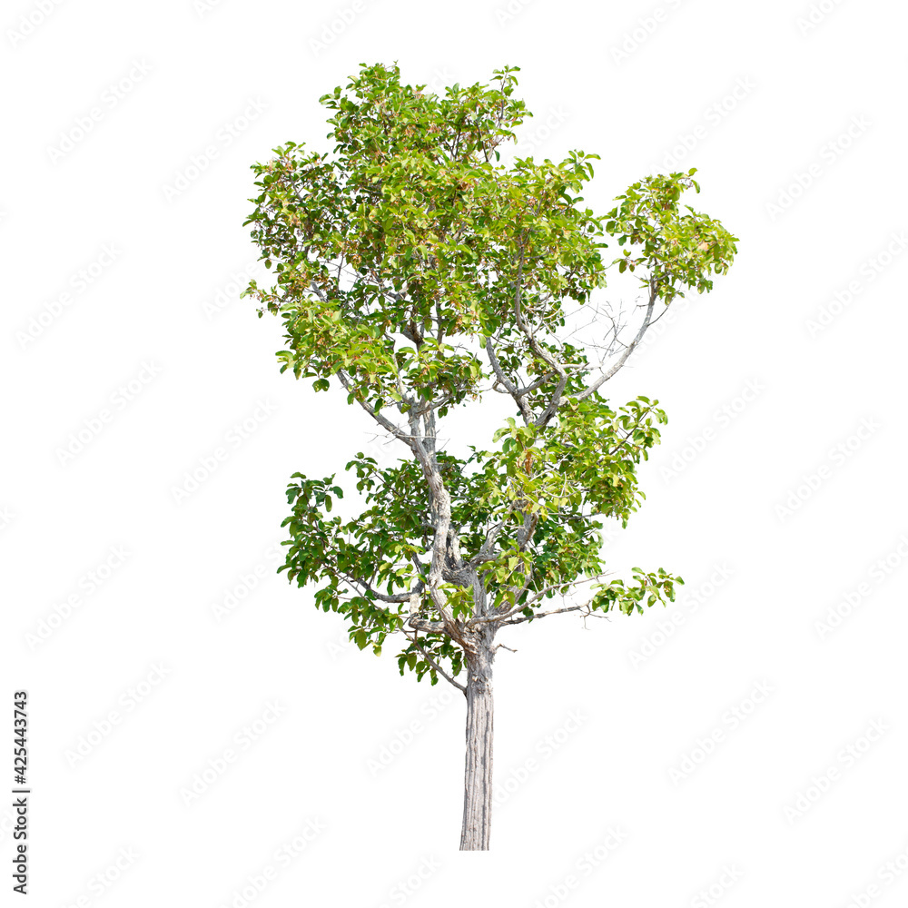 Tree isolated on white background.