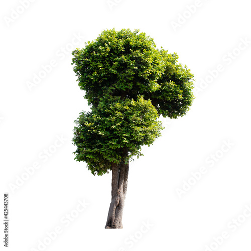 Tree isolated on white background.