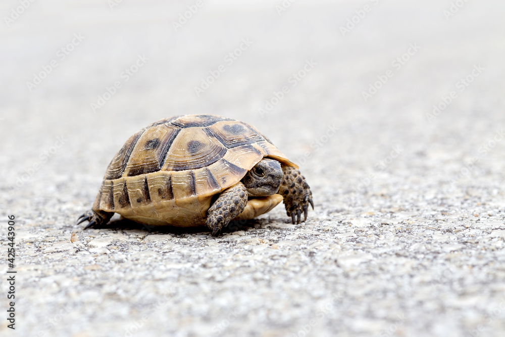 Obraz premium Tortoise close-up crawling on the carriageway