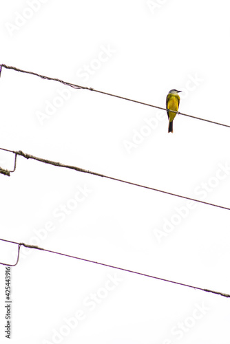 bird on a wire photo