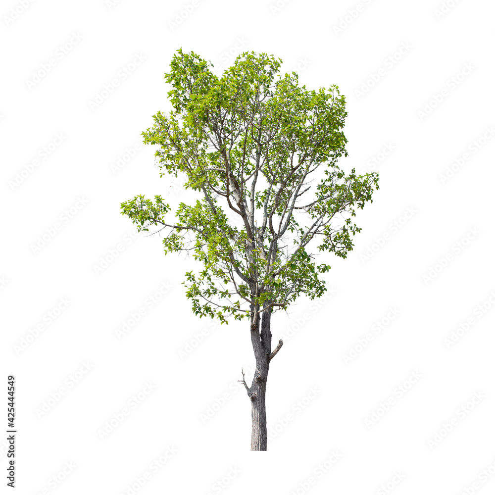 Tree isolated on white background.