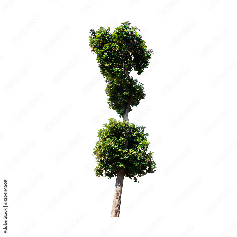 Fototapeta premium Tree isolated on white background.