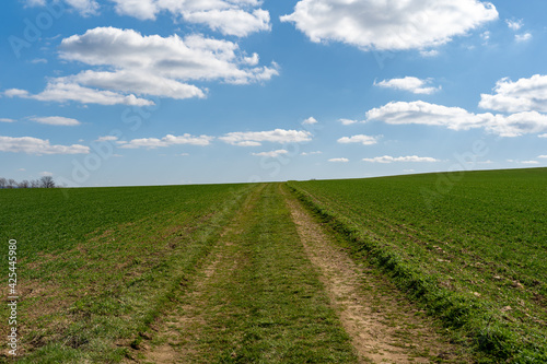 Dirt track on an agriculture field with green plants. Blue sky with white clouds on the horizon. Rural landscape scenery on a sunny day. Idyllic countryside nature.