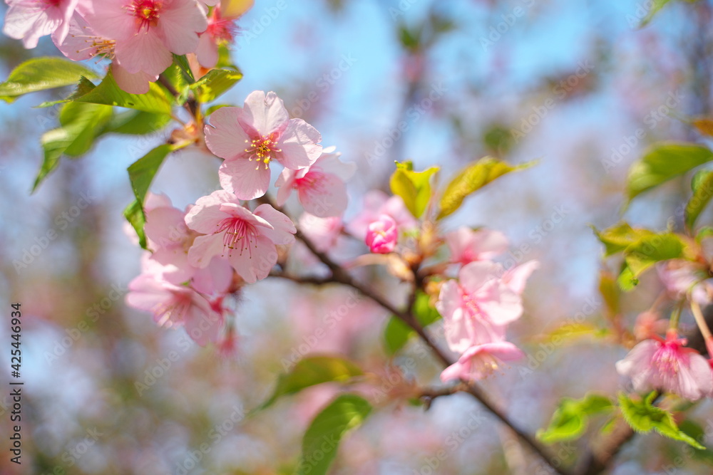 春の訪れを知らせる桜の花