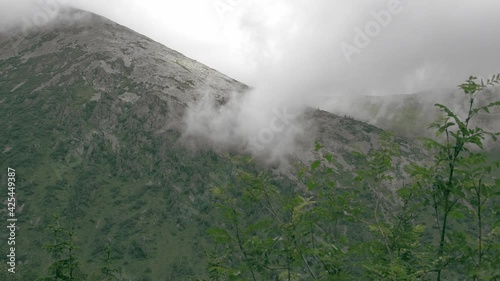 Rainy cloud floats over forest hills. Wind shakes green branches of mountain ash. Cloudy weather in mountains