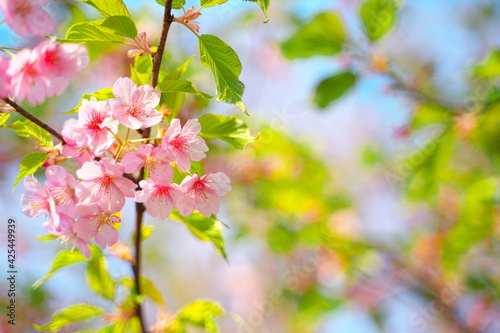 春の訪れを知らせる美しい桜の花 © shin project