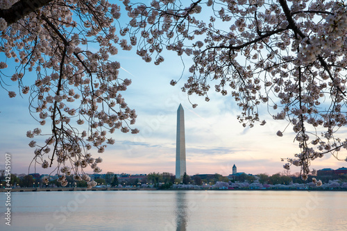 Cherry Blossoms In Washington DC