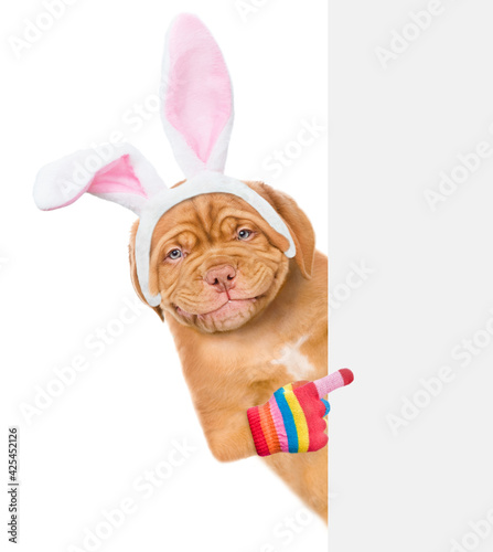 Smiling puppy wearing easter rabbits ears points on empty white banner. Isolated on white background