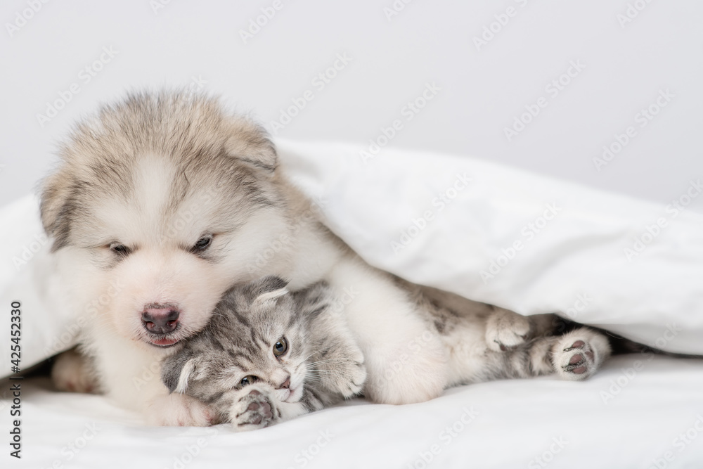 Alaskan malamute puppy hugs sleepy kitten under warm blanket on a bed at home. Empty space for text Alaskan malamute puppy hugs sleepy kitten under warm blanket on a bed at home. Empty space for text