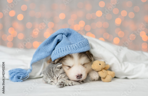 Cute kitten and Alaskan malamite puppy wearing warm hat sleep together under warm blanket on a bed on festive background