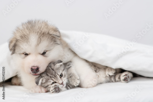 Alaskan malamute puppy hugs sleepy kitten under warm blanket on a bed at home. Empty space for text