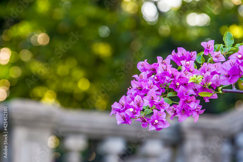 The close image of Great bougainvillea (Bougainvillea spectabilis). The bokeh background is the Terrace Garden of Telok Blangah Hill Park Singapore.  photo